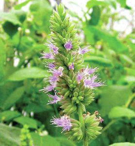 Plant Of The Month Patchouli A Bushy Herb That Grows Well In The