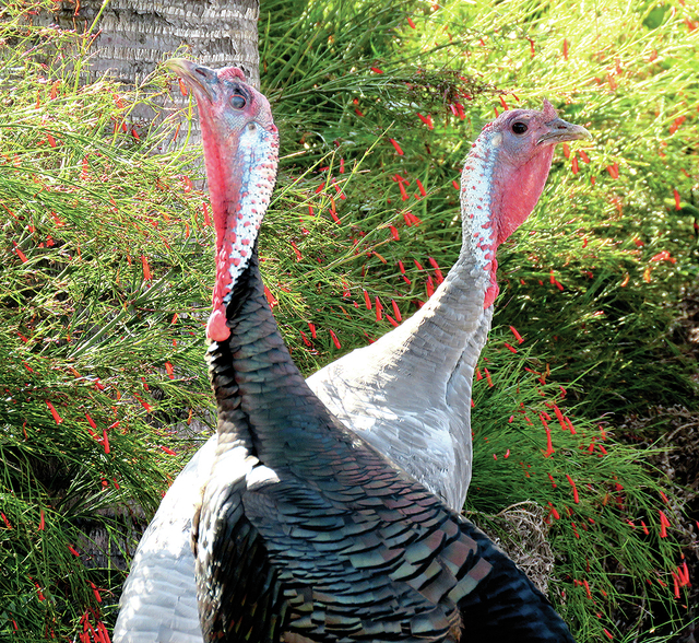 1684975_web1_copy_turkeys-4-Enness.jpg