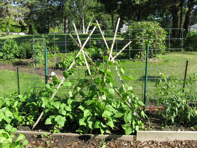 1691065_web1_1-beans-trellis-vegetable-gardener.com.jpg