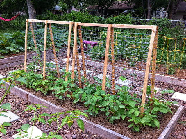 1691065_web1_2-bean-trellis--wholefoodsmarket.com.jpg