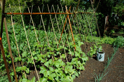 1691065_web1_3-bean-trellis-from-www.extension.umn.edu.jpg