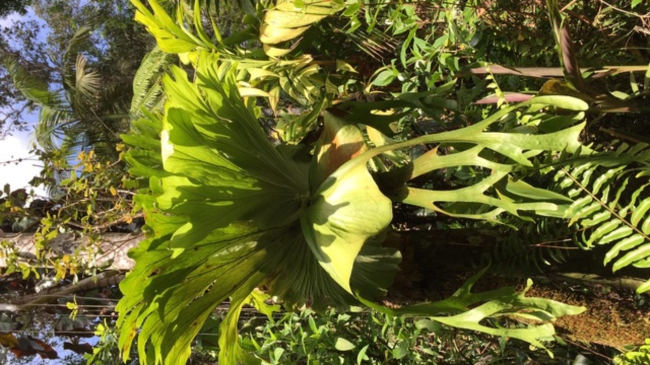 Staghorn And Other Ferns For The Hawaii Garden West Hawaii Today