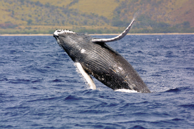 1710454_web1_Humpback-whale-spotted.jpg