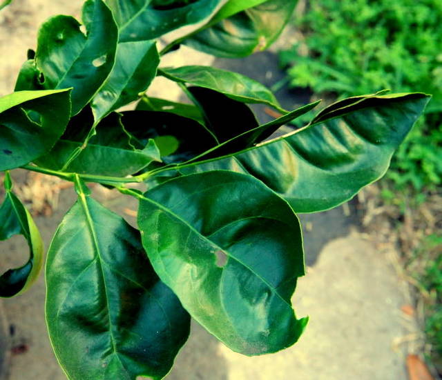 1719393_web1_1-citrus-leaf-curl--gardenweb.com-.jpg