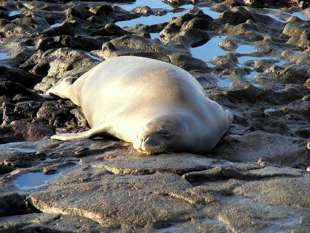 1774743_web1_monk-seal-Slusser.jpg