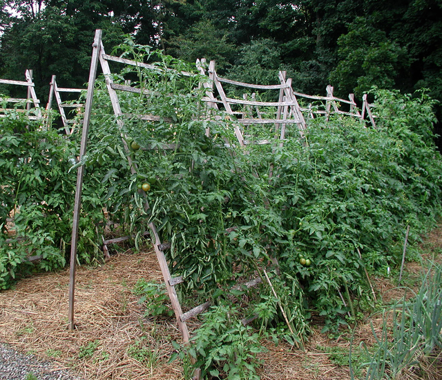 help-plants-grow-up-by-staking-them-properly-west-hawaii-today