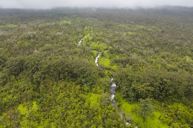 1851962_web1_Koa_Forest_Aerials_3.jpg