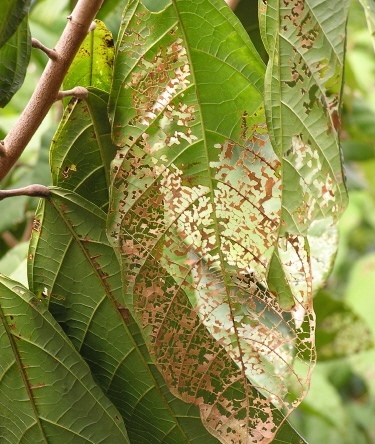 1991055_web1_1-chinese-rose-beetle-on-cacao-scot-nelson-at-UHCTAHR.jpg