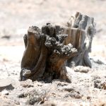 2023938_web1_Kawaihae-Fire_0012.jpg