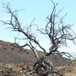 2023938_web1_Kawaihae-Fire_0026.jpg