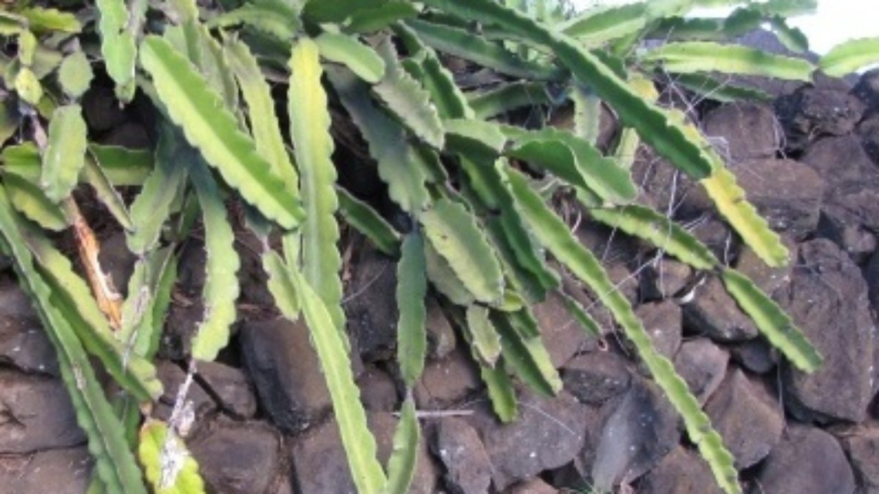 Tasty Dragon Fruit Is Easy To Grow West Hawaii Today