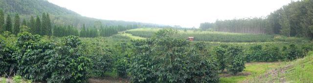 2294607_web1_Cloud-Rest-coffee-farm-10-08-15.jpg