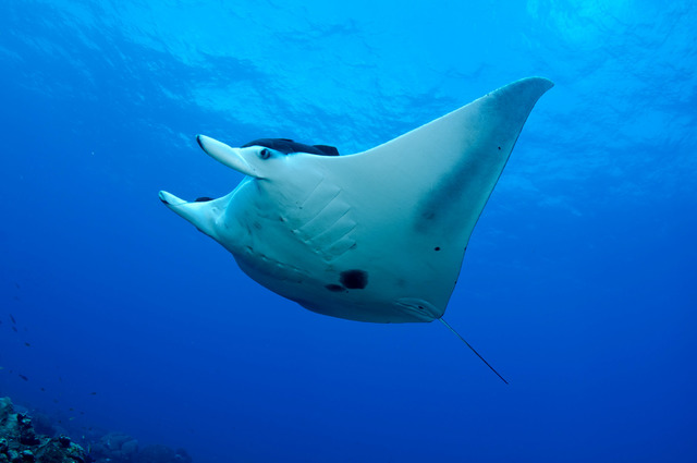 2354743_web1_mantaray_fgbnms_noaa.jpg