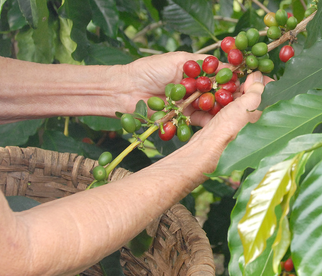 2385574_web1_Coffee-Picking_006720141028164646621.jpg