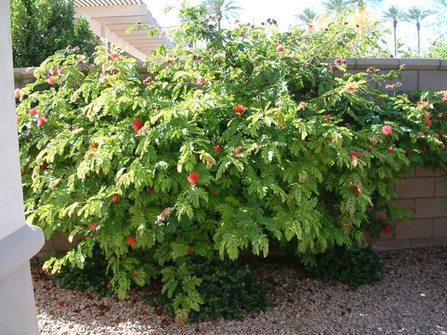 2356680_web1_2-calliandra-as-hedge---ocplants.org.jpg