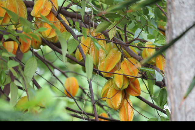 2574463_web1_brown-starfruits.jpg