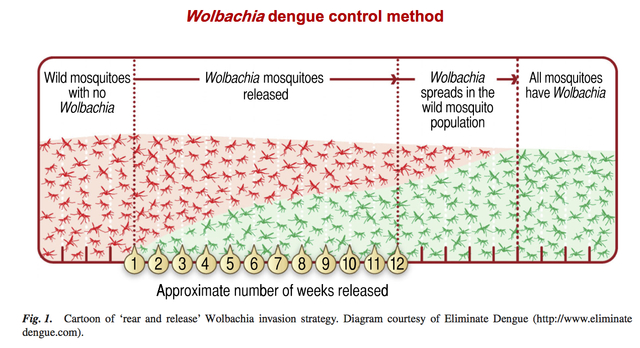 2809695_web1_dengue-control.jpg