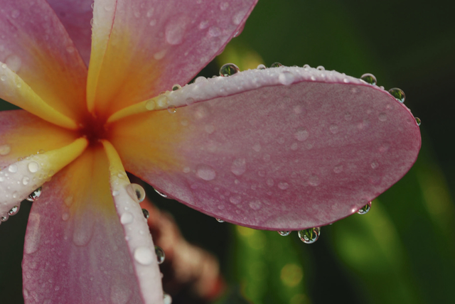 2846150_web1_Plumeria-in-Morning-Rain-WS.jpg