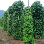 2891930_web1_1-Black-Pepper-plants---sanherb.com.jpg