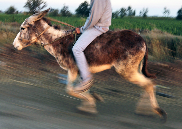 2947660_web1_Mideast-Egypt-Jumping_Jens.jpg