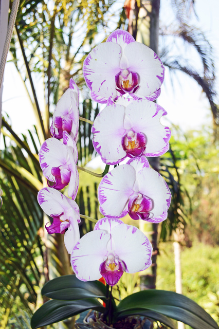 2948125_web1_breeze-orchid-McKinney.jpg