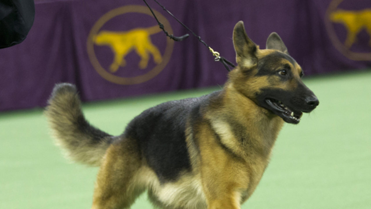 Cj The German Shorthaired Pointer Wins Westminster Dog Show West