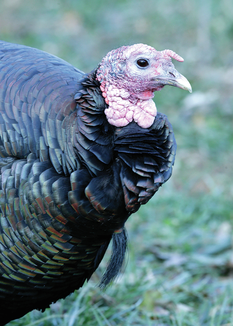 2987090_web1_FOOD-AND-FARM-TURKEY-_Prem--1-.jpg