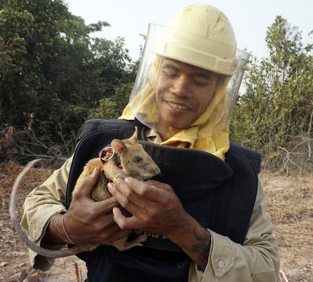 3020528_web1_Cambodia_Hero_Rats__bjensenwesthawaiitoday.com_4.jpg