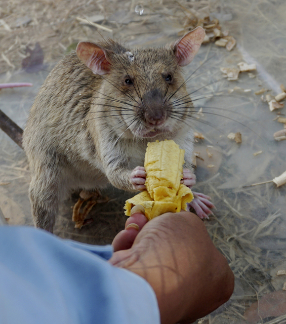 3020528_web1_Cambodia_Hero_Rats__bjensenwesthawaiitoday.com_5.jpg