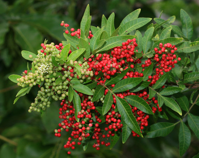 3028378_web1_Christmas-berry-Schinus-terebinthifolius-wildlifeofhawaii.com.jpg