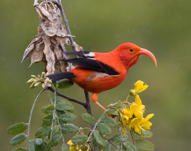 2892455_web1_webcrop-Maui-Forest-Bird-Recovery-Project.jpg