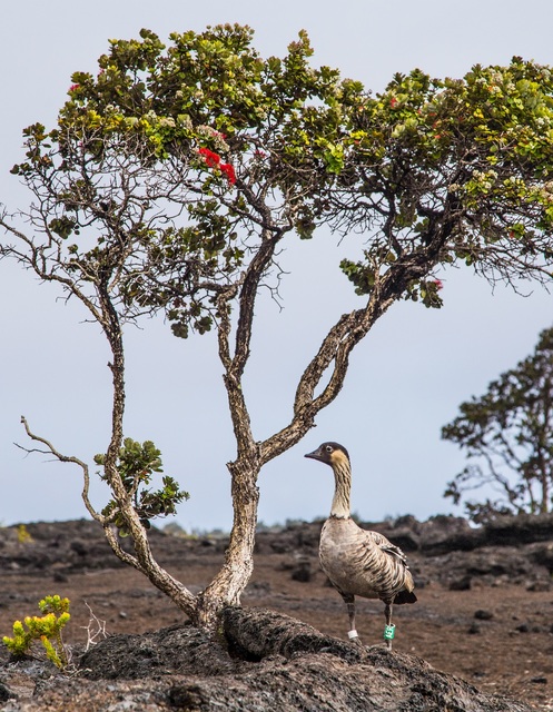 2987633_web1_Nene-and-ohia-at-Mauna-Ulu-Hawaii-Volcanoes-NP_Janice-Wei_lr.jpg