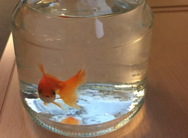 3095904_web1_Norway-Lost-Goldfish_Jens.jpg