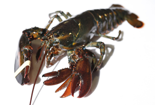 3128634_web1_Four-Clawed-Lobster_Jens.jpg