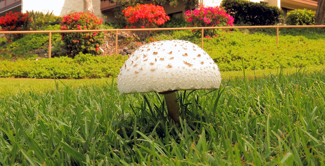 3233359_web1_Mushroom-Hinkley.jpg