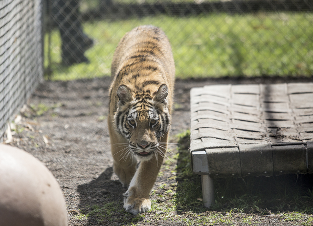 3285232_web1_Zoo_Tigers_Emus_Gators_10.jpg