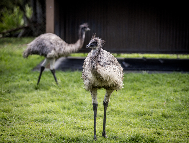 3285232_web1_Zoo_Tigers_Emus_Gators_3.jpg