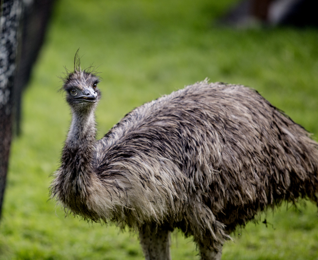 3285232_web1_Zoo_Tigers_Emus_Gators_4.jpg