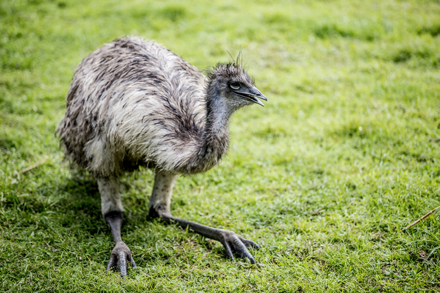 3285232_web1_Zoo_Tigers_Emus_Gators_5.jpg