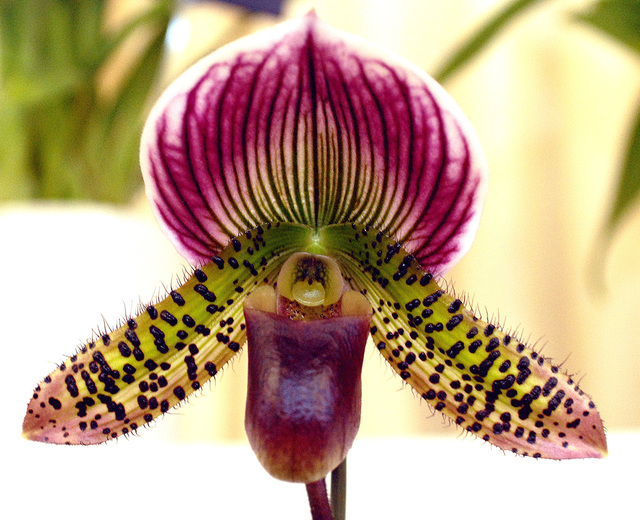 3343582_web1_orchid_0266.jpg