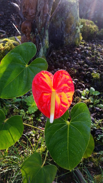 3386017_web1_1-standard-anthurium-by-dd-copy.jpg