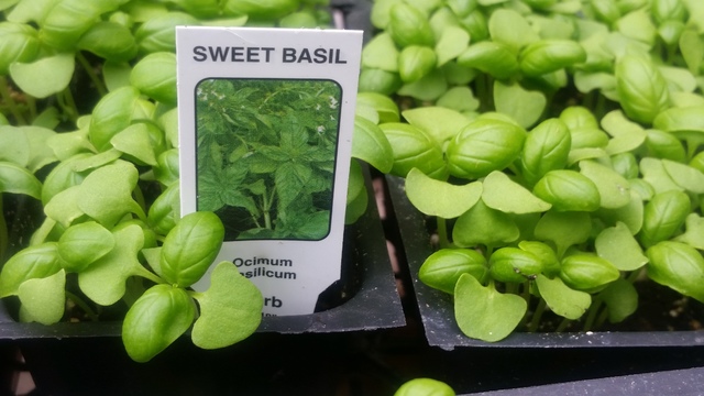 3433236_web1_8-Basil-seedlings-by-dd-copy.jpg