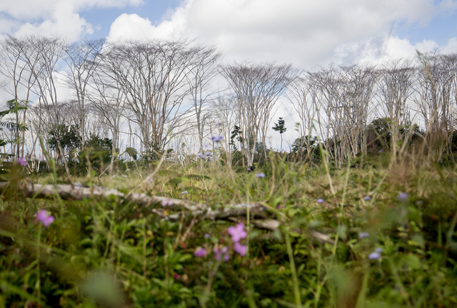 3443779_web1_Dead_Albizia_Trees_Take_Two_1.jpg