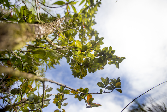 3443779_web1_Ohia_Trees_1.jpg