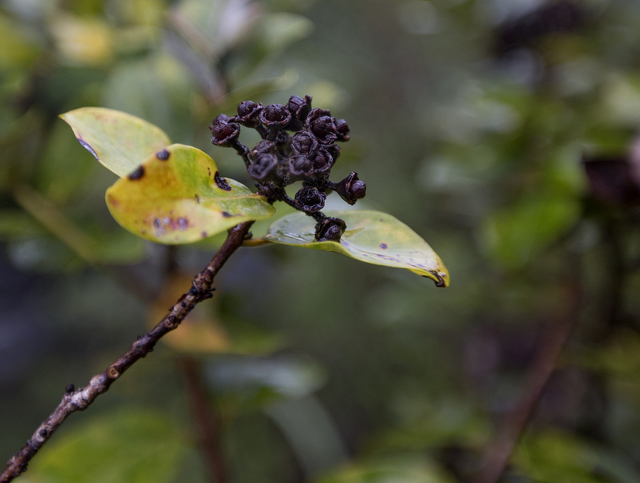 3443779_web1_Piihonua_Ohia_Trees_2.jpg