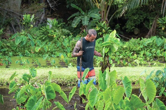 3584375_web1_Ed-Kenney_Kauai_Taro.jpg