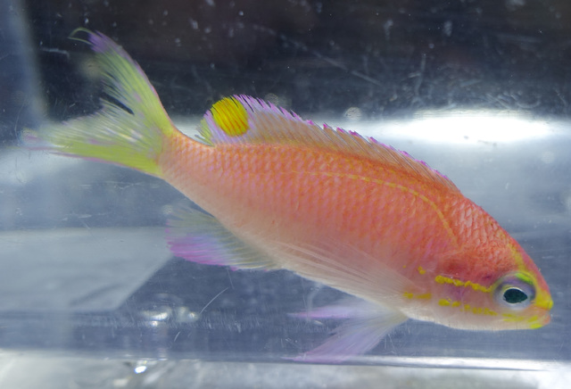 3665882_web1_new_species_wrasse_Tosanoides_Male.jpg