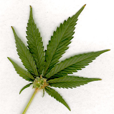 3765859_web1_marijuana-leaf.jpg