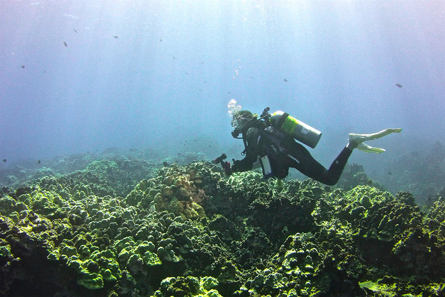 3773263_web1_rebekah-kaufmann-diving20167694128975.jpg