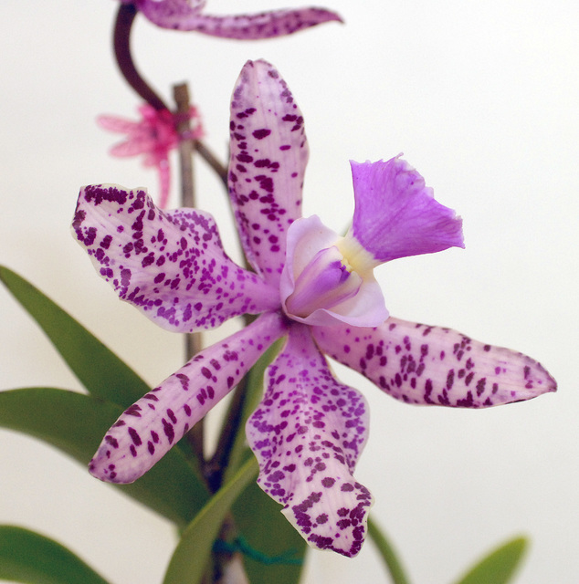 3803997_web1_orchid_0143.jpg